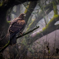 Birds of Prey Tonbridge, Kent