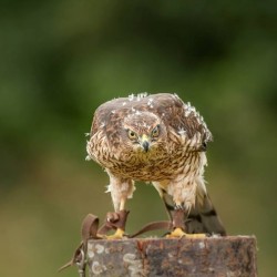 Birds of Prey Sevenoaks, Kent